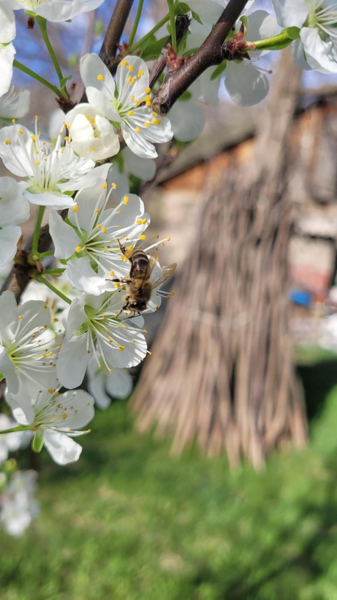 Bee House Hotel Pia Ngoại thất bức ảnh